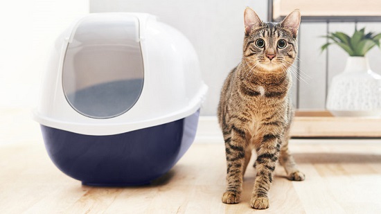 place litter tray in open space