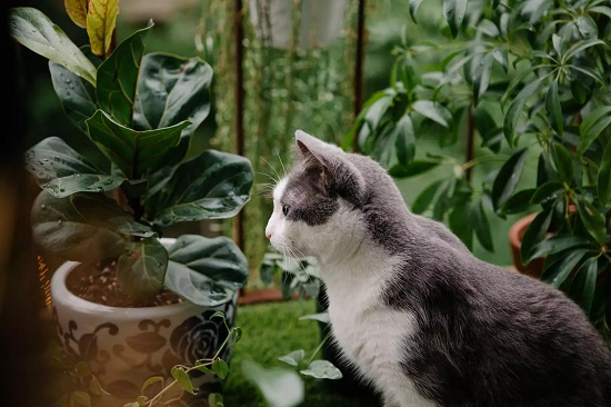 practice green cat litter habits