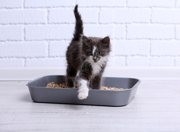 retrain a cat to use a litter box