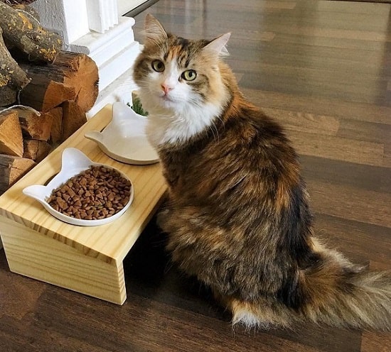 should cats eat from elevated bowls