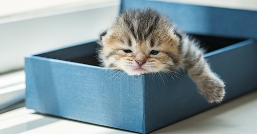 sick cat laying in litter box