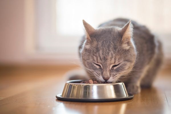 stop using a bowl to feed your cat