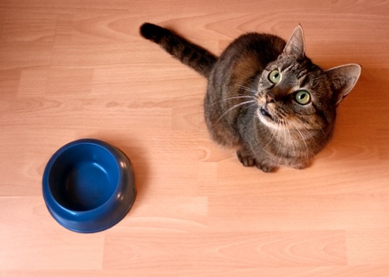 stop your cat from scratching her food bowl