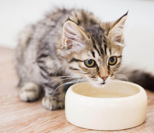 stop your cat moving her bowl