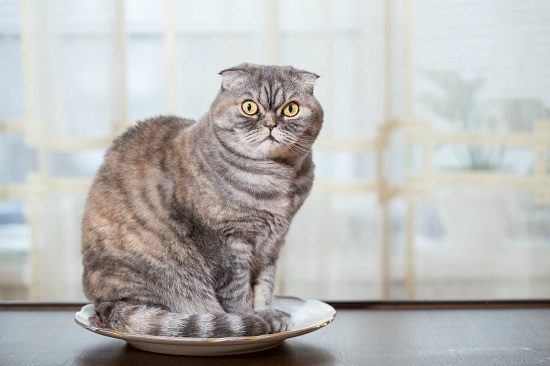 stop your cat peeing in her water bowl