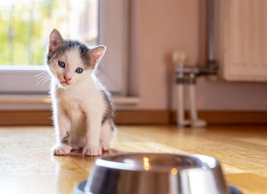 train kitten to use bowl