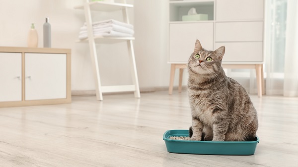 where to put the litter box