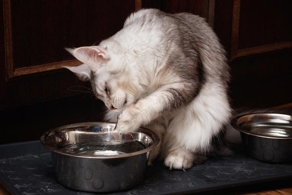 why do cats put things in the water bowl