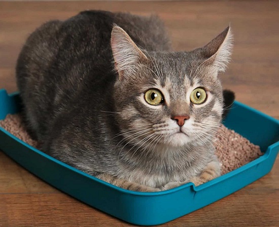 Why Is My Cat Laying in the Litter Box? Cat Loves Best