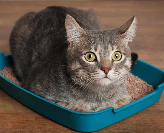 why is my cat laying in the litter box