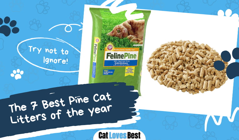 Best Pine Cat Litters