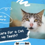 Care For a Cat With No Teeth