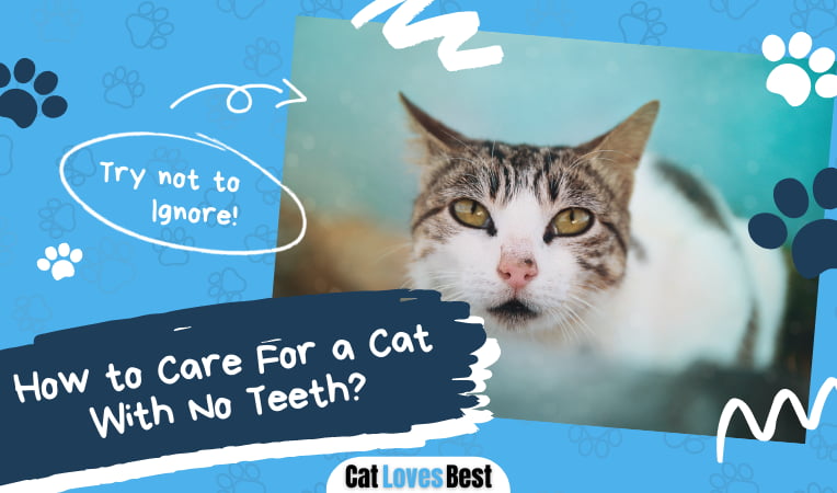 Care For a Cat With No Teeth