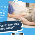 Cat Ate Toothpaste