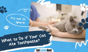 Cat Ate Toothpaste