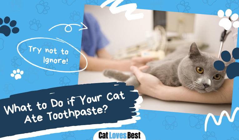 Cat Ate Toothpaste