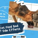 Cat Food Bad For Dogs