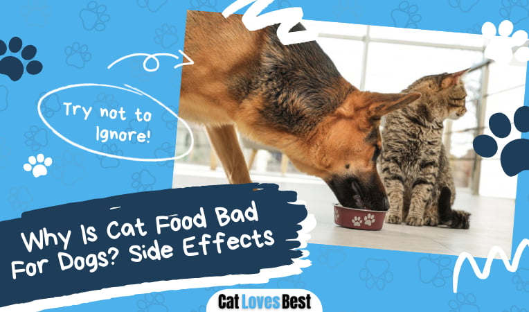 Cat Food Bad For Dogs