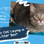Cat Laying in the Litter Box