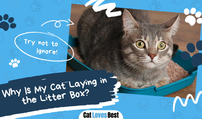 Cat Laying in the Litter Box