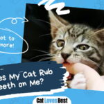 Cat Rub His Teeth on Me