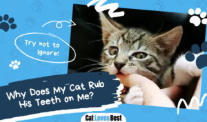 Cat Rub His Teeth on Me
