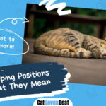 Cat Sleeping Positions