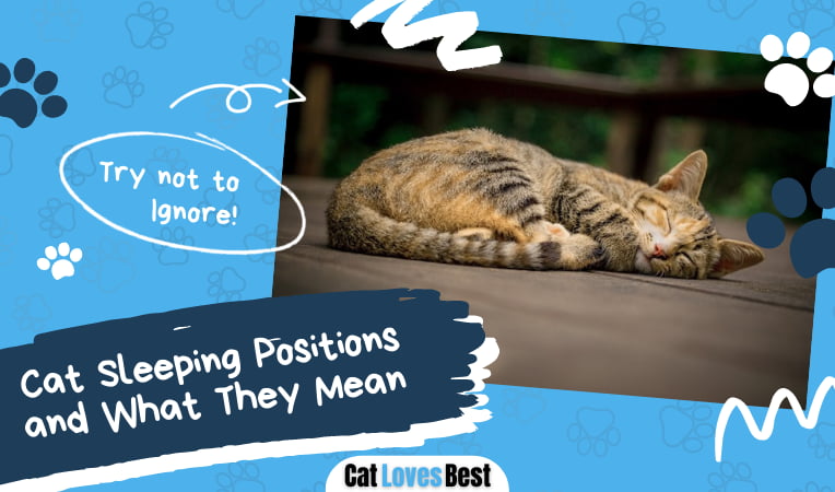 Cat Sleeping Positions