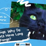 Cats Have Long Fangs