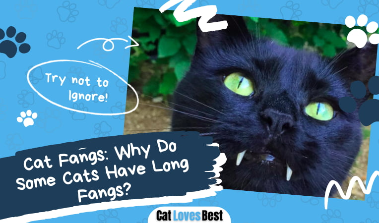 Cats Have Long Fangs