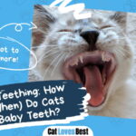 Cats Lose Baby Teeth