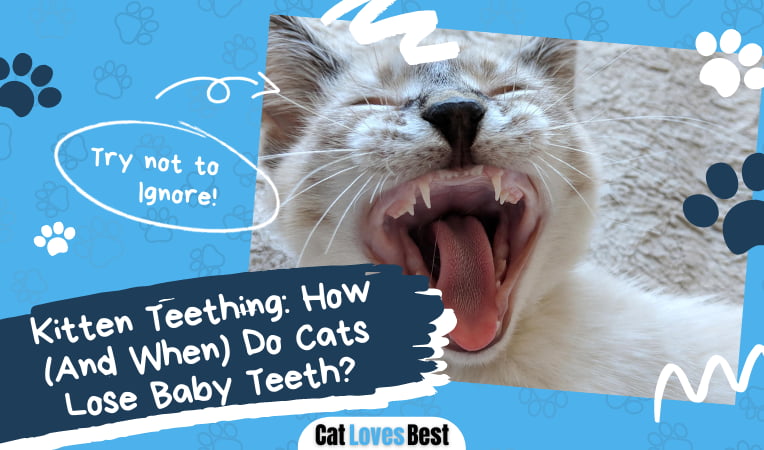 Cats Lose Baby Teeth