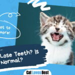 Cats Lose Teeth