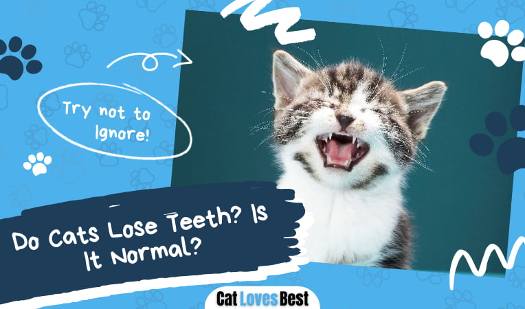 Cats Lose Teeth