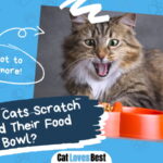 Cats Scratch Around Their Food Bowl