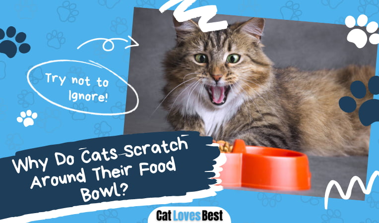 Cats Scratch Around Their Food Bowl