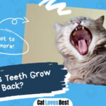 Cats Teeth Grow Back