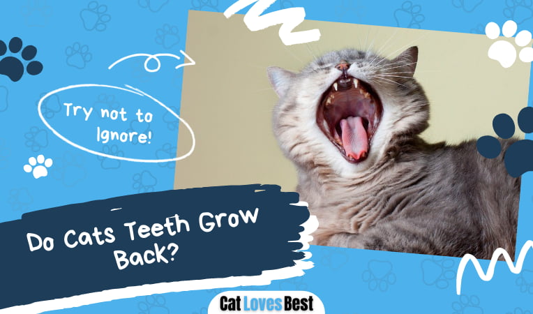 Cats Teeth Grow Back