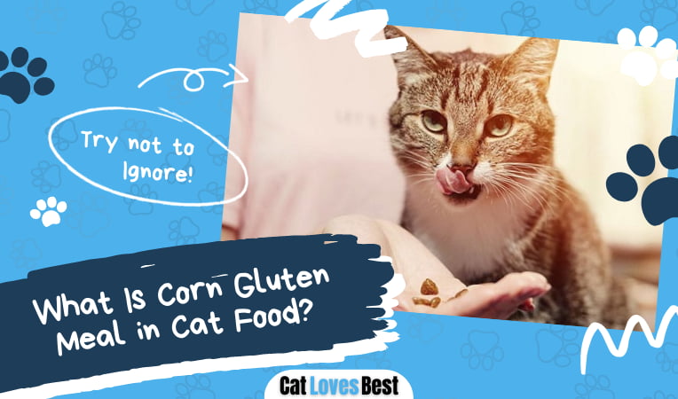 Corn Gluten Meal in Cat Food