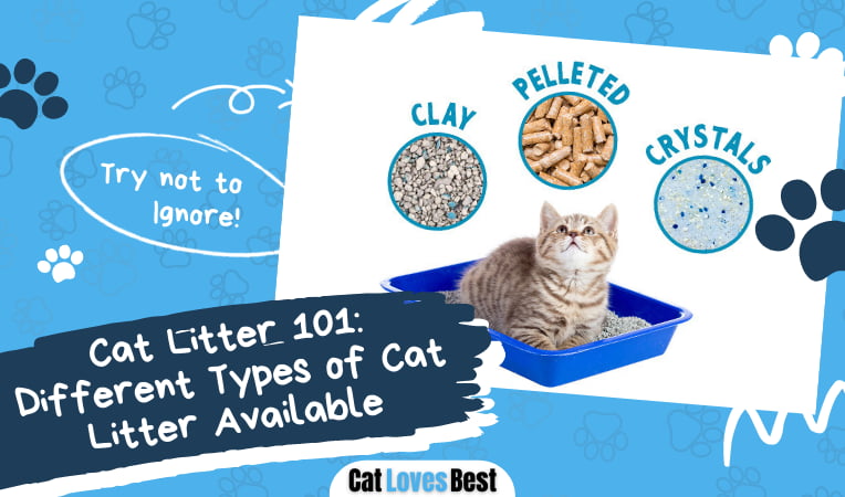 Different Types of Cat Litter