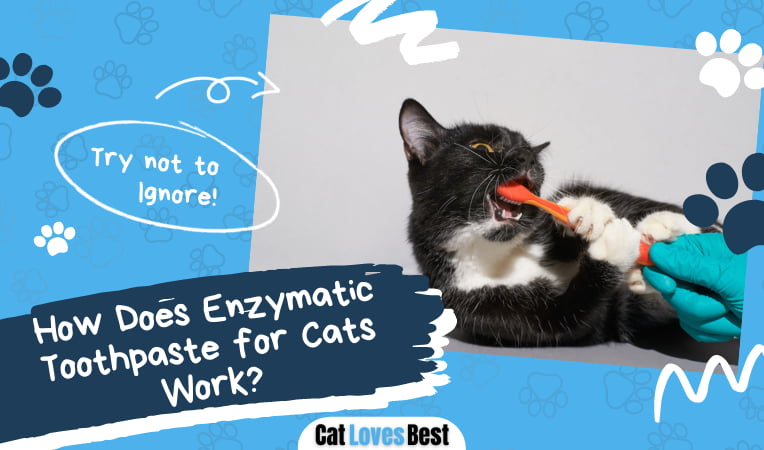 Enzymatic Toothpaste for Cats