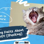 Facts About Cat Teeth