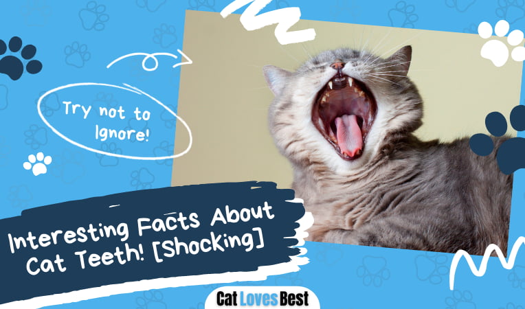 Facts About Cat Teeth