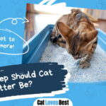 How Deep Should Cat Litter Be