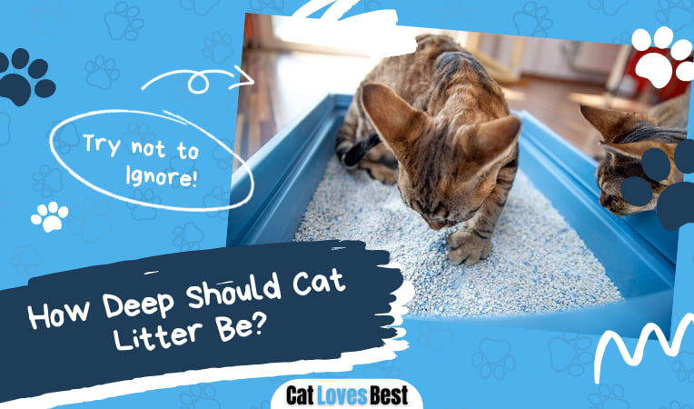 How Deep Should Cat Litter Be