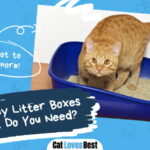 How Many Litter Boxes Per Cat