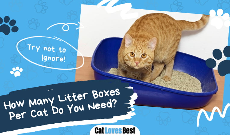 How Many Litter Boxes Per Cat