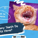 How Many Teeth Do Cats Have
