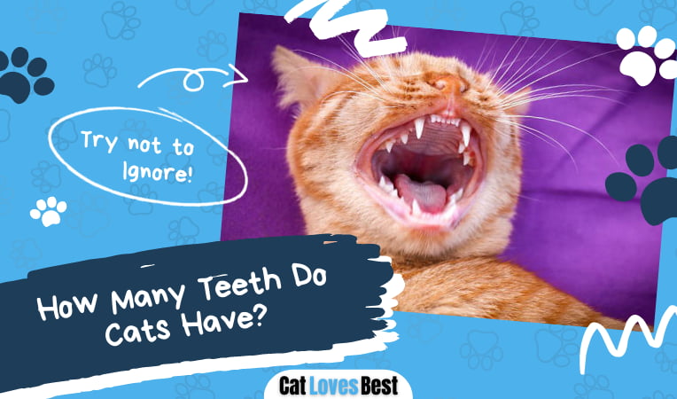 How Many Teeth Do Cats Have