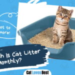 How Much Is Cat Litter Monthly